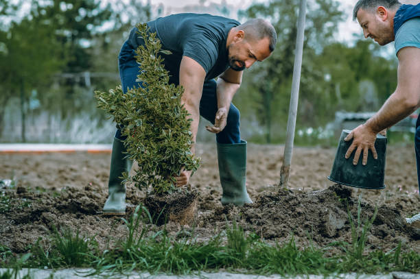 Best Lawn Grading and Leveling  in Attla, AL