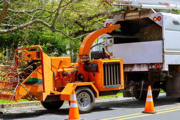 Best Leaf Removal  in Attla, AL